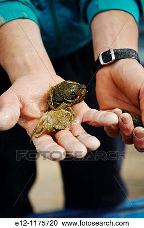 Italy, Venice, Laguna, Islands, Mazzorbo Island, Softshell catchers, they keep the crab in the boxes until he looses his shell. View Large Photo Image Stock Image - Italy, Venice, Laguna, Islands, Mazzorbo Island, Softshell catchers, they keep the crab in the boxes until he looses his shell.. Fotosearch