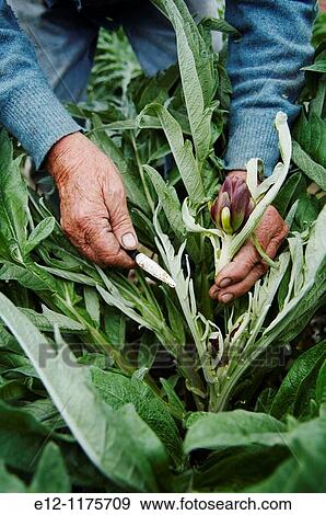 Italy, Venice, Laguna, Islands, castraure, artichokes of Sant Erasmo, producers ivana zanella, ampelio zanella. View Large Photo Image Stock Photo - Italy, Venice, Laguna, Islands, castraure, artichokes of Sant Erasmo, producers ivana zanella, ampelio zanella.. Fotosearch