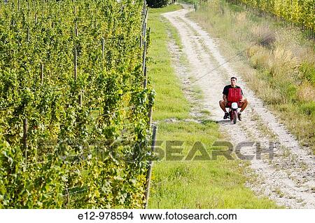 Italy, Venice, Orto: First Wine made in Venice Sant Erasmo Island Harvest in malvasia vineyards. View Large Photo Image Picture - Italy, Venice, Orto: First Wine made in Venice Sant Erasmo Island Harvest in malvasia vineyards.. Fotosearch
