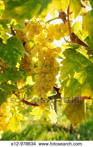 Italy, Venice, Orto: First Wine made In Venice, Sant Erasmo Island Harvest in malvasia vineyards. View Large Photo Image Picture - Italy, Venice, Orto: First Wine made In Venice, Sant Erasmo Island Harvest in malvasia vineyards.. Fotosearch