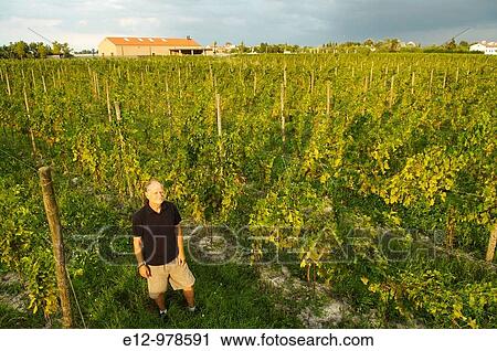 Italy, Venice, Orto: First Wine made in Venice Sant Erasmo Island Michel Thoulouze, Orto's Owner. View Large Photo Image Stock Image - Italy, Venice, Orto: First Wine made in Venice Sant Erasmo Island Michel Thoulouze, Orto's Owner.. Fotosearch