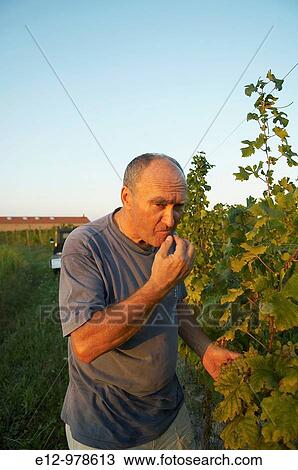 Italy, Venice, Orto: First Wine made In Venice, Sant Erasmo, Alain Graillot, wine maker taking care of vineyards, tates the malvasia grappes to see when the crop will take place. View Large Photo Image Stock Image - Italy, Venice, Orto: First Wine made In Venice, Sant Erasmo, Alain Graillot, wine maker taking care of vineyards, tates the malvasia grappes to see when the crop will take place.. Fotosearch