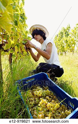 Italy, Venice, Orto: First Wine made In Venice, Sant Erasmo Island Harvest in malvasia vineyards. View Large Photo Image Stock Image - Italy, Venice, Orto: First Wine made In Venice, Sant Erasmo Island Harvest in malvasia vineyards.. Fotosearch