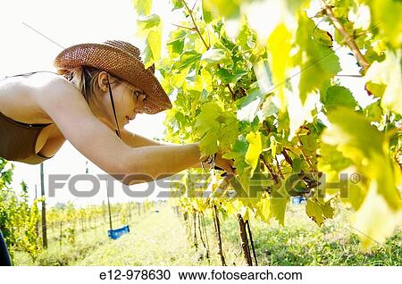 Italy, Venice, Orto: First Wine made In Venice, Sant Erasmo Island Harvest in malvasia vineyards. View Large Photo Image Stock Image - Italy, Venice, Orto: First Wine made In Venice, Sant Erasmo Island Harvest in malvasia vineyards.. Fotosearch