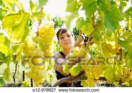 Italy, Venice, Orto: First Wine made In Venice, Sant Erasmo Island Harvest in malvasia vineyards. View Large Photo Image Stock Photo - Italy, Venice, Orto: First Wine made In Venice, Sant Erasmo Island Harvest in malvasia vineyards.. Fotosearch