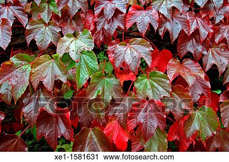 Stock Image - ivy, autumn.. Fotosearch
