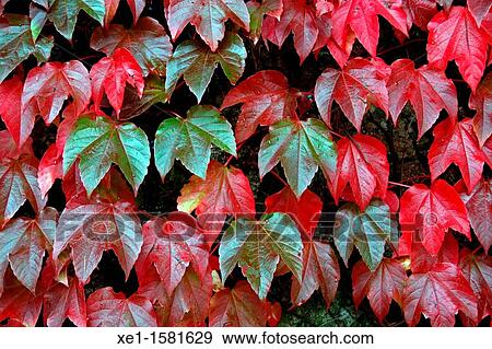 ivy, autumn. View Large Photo Image Stock Photo - ivy, autumn.. Fotosearch