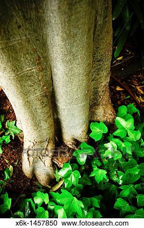 Stock Image - Ivy (Hedera helix), Can Solei i Ca l? Arns park, Badalona, Barcelona province, Catalonia, Spain. Fotosearch
