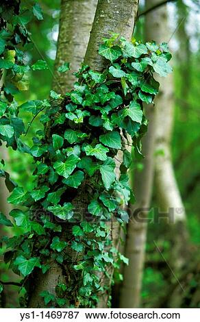 IVY hedera helix ON A TREE TRUNK View Large Photo Image Stock Photo - IVY hedera helix ON A TREE TRUNK. Fotosearch