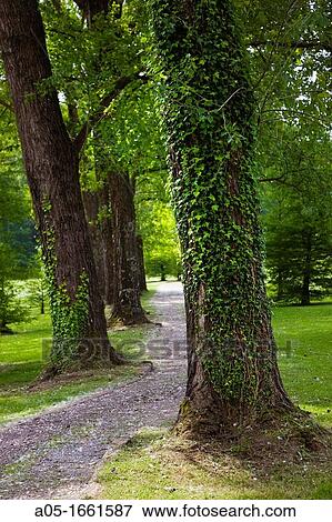 Ivy Hedera helix, Royal Golf Club of San Sebastian, Hondarribia, Guipuzcoa, Basque Country, Spain. View Large Photo Image Stock Photo - Ivy Hedera helix, Royal Golf Club of San Sebastian, Hondarribia, Guipuzcoa, Basque Country, Spain.. Fotosearch