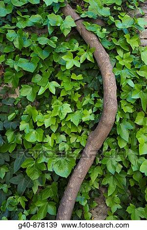 Ivy (Hedera Helix) View Large Photo Image Stock Photo - Ivy (Hedera Helix). Fotosearch