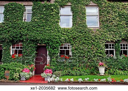 Stock Image - Ivy, housing, St. Andrews, Scotland, UK. Fotosearch