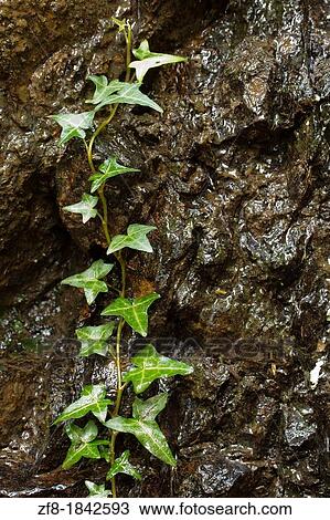 Stock Image - Ivy on wall at Lous? Mountain, Portugal. Fotosearch