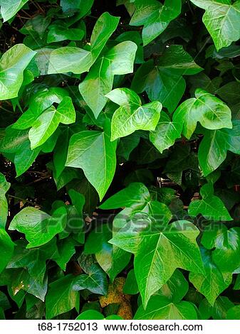 Ivy View Large Photo Image Stock Image - Ivy. Fotosearch