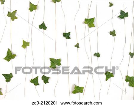 Ivy View Large Photo Image Stock Image - Ivy. Fotosearch