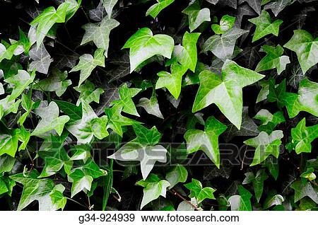 Ivy View Large Photo Image Stock Photo - Ivy. Fotosearch