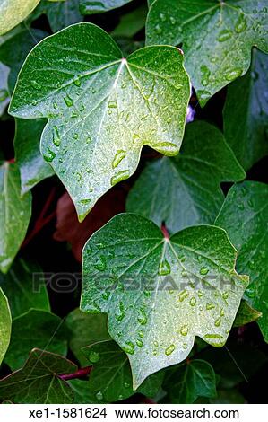 Picture - ivy, water drops. Fotosearch