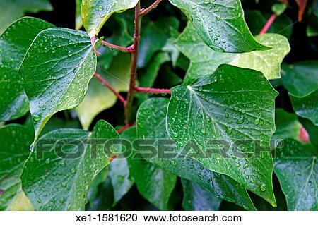 Stock Image - ivy, water drops. Fotosearch
