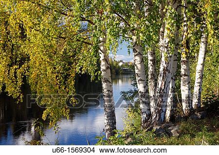 Picture - J? rvso Ljusnan H? lsingland Sweden.. Fotosearch