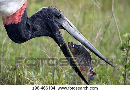 Jabiru stork (Jabiru mycteria) and Piranha. Pantanal, the world largest wetland, Brazil, South America View Large Photo Image Picture - Jabiru stork (Jabiru mycteria) and Piranha. Pantanal, the world largest wetland, Brazil, South America. Fotosearch