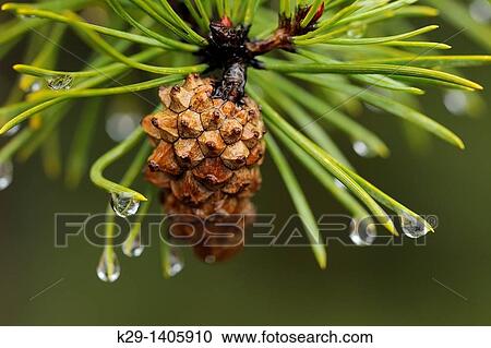 Jack pine bough and cone with rain drops View Large Photo Image Stock Image - Jack pine bough and cone with rain drops. Fotosearch