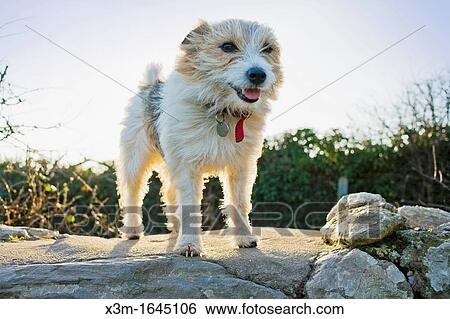 Jack Russel dog View Large Photo Image Stock Photograph - Jack Russel dog. Fotosearch