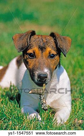 Jack Russel Terrier, Adult laying on Grass, Playing with a Stick of Wood View Large Photo Image Stock Image - Jack Russel Terrier, Adult laying on Grass, Playing with a Stick of Wood. Fotosearch