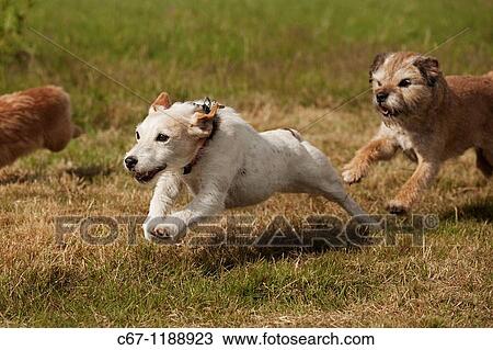 Jack Russell Terrier Racing at Dog Show View Large Photo Image Stock Image - Jack Russell Terrier Racing at Dog Show. Fotosearch
