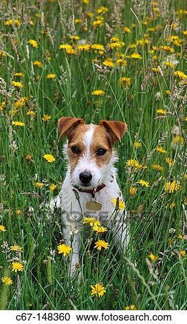 Jack Russell Terrier View Large Photo Image Stock Image - Jack Russell Terrier. Fotosearch