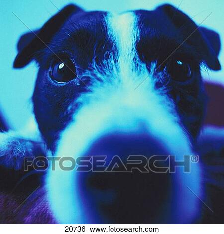 Jack Russell Terrier View Large Photo Image Stock Photograph - Jack Russell Terrier. Fotosearch