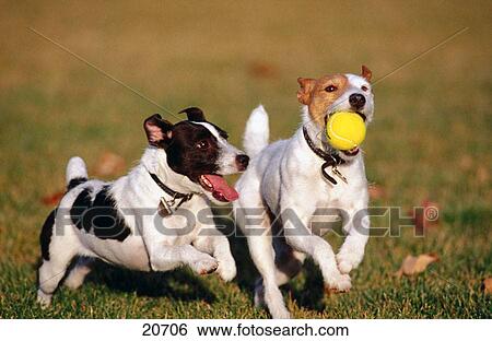 Jack Russell Terriers View Large Photo Image Stock Photograph - Jack Russell Terriers. Fotosearch
