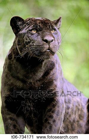 Jaguar female (Panthera onca), black melanic form, captive View Large Photo Image Stock Image - Jaguar female (Panthera onca), black melanic form, captive. Fotosearch