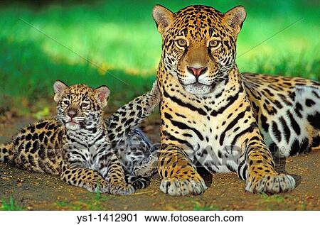 Stock Image - JAGUAR panthera onca, FEMALE WITH CUBS. Fotosearch