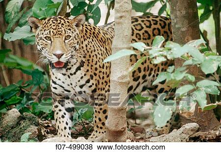 Stock Photo - Jaguar (Panthera onca). Mexico. Fotosearch