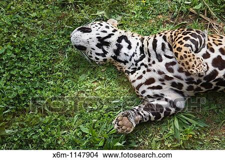 jaguar Panthera onca Park of the Nature of Cabarceno Cabarceno, Cantabria, Spain View Large Photo Image Picture - jaguar Panthera onca Park of the Nature of Cabarceno Cabarceno, Cantabria, Spain. Fotosearch