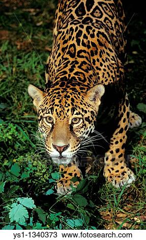 Stock Image - JAGUAR panthera onca, PORTRAIT OF ADULT. Fotosearch