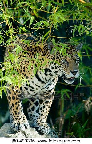Jaguar View Large Photo Image Stock Photograph - Jaguar. Fotosearch