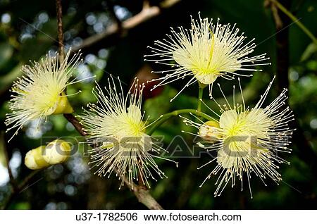 Stock Photograph - Jambu flowers. Image taken at Kampung Satau, Singai, Sarawak, Malaysia.. Fotosearch