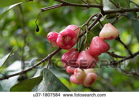 Jambu fruits. Image taken at Kampung Satau, Singai, Sarawak, Malaysia. View Large Photo Image Picture - Jambu fruits. Image taken at Kampung Satau, Singai, Sarawak, Malaysia.. Fotosearch