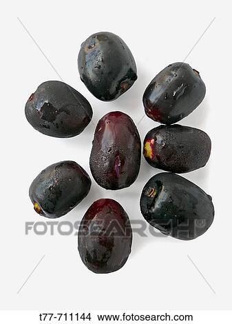 Jamun or black plum tree is native to India, Burma, Sri Lanka and the Andaman Islands. View Large Photo Image Picture - Jamun or black plum tree is native to India, Burma, Sri Lanka and the Andaman Islands.. Fotosearch