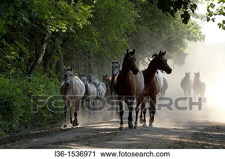 Jan? w Podlaski Arab Horses Stud. The comeback from the pasture View Large Photo Image Stock Image - Jan? w Podlaski Arab Horses Stud. The comeback from the pasture. Fotosearch