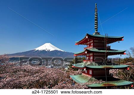 Japan, Cherry Blossoms, Pagoda at Arakura Sengen Shrine and Mount Fuji View Large Photo Image Stock Image - Japan, Cherry Blossoms, Pagoda at Arakura Sengen Shrine and Mount Fuji. Fotosearch
