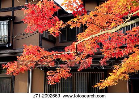 Japan, Hida, Takayama, autumn leaves,. View Large Photo Image Stock Photo - Japan, Hida, Takayama, autumn leaves,.. Fotosearch