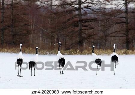 Stock Image - JAPAN, HOKKAIDO ISLAND, TSURUI VILLAGE, AKAN, JAPANESE (RED-CROWNED) CRANES (Grus japonensis), ENDANGERED SPECIES.. Fotosearch