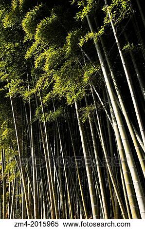 JAPAN, KYOTO, ADASHINO NEMBUTSU-JI TEMPLE, BAMBOO GROVE. View Large Photo Image Stock Photography - JAPAN, KYOTO, ADASHINO NEMBUTSU-JI TEMPLE, BAMBOO GROVE.. Fotosearch