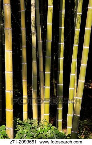 Japan, Kyoto, Arashiyama, Tenryuji Temple, garden, bamboo,. View Large Photo Image Stock Image - Japan, Kyoto, Arashiyama, Tenryuji Temple, garden, bamboo,.. Fotosearch