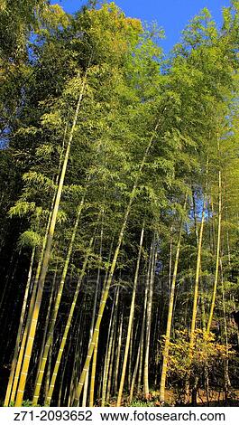 Japan, Kyoto, Arashiyama, Tenryuji Temple, garden, bamboo grove,. View Large Photo Image Stock Image - Japan, Kyoto, Arashiyama, Tenryuji Temple, garden, bamboo grove,.. Fotosearch