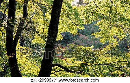 Japan, Kyoto, autumn leaves,. View Large Photo Image Stock Photo - Japan, Kyoto, autumn leaves,.. Fotosearch