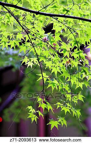 Japan, Kyoto, Eikan-do Temple, garden,. View Large Photo Image Stock Image - Japan, Kyoto, Eikan-do Temple, garden,.. Fotosearch