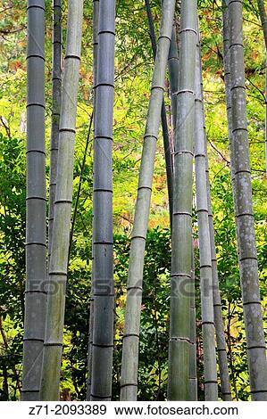 Japan, Kyoto, Nanzenji Temple, Tenjuan, garden,. View Large Photo Image Stock Photo - Japan, Kyoto, Nanzenji Temple, Tenjuan, garden,.. Fotosearch